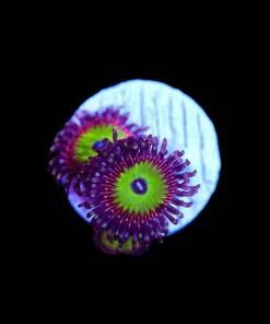 Wysiwyg Candy Apple PInk Zoas [F114]