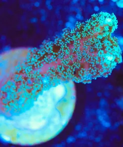 Wysiwyg Small Birdsnest Frag [F114]