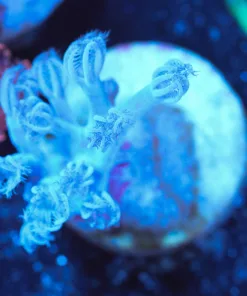 Wysiwyg TINY Cespitularia frag [F115]