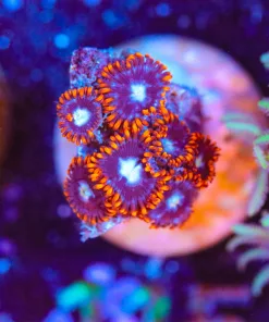 Wysiwyg TINY fire n ice zoa frag [F115]