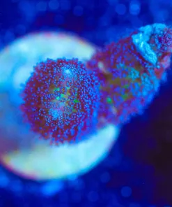 Wysiwyg Small Birdsnest Frag [F117]