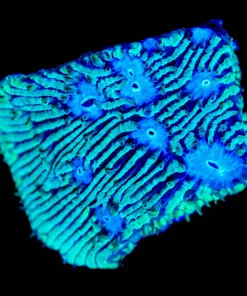 Wysiwyg Lithophyton Frag [F118]