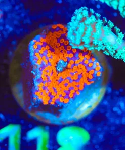 Wysiwyg Small Montipora Frag [F118]