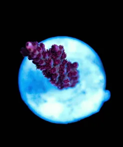 Wysiwyg TINY Red planet acropora frag | Pick up only [F119]