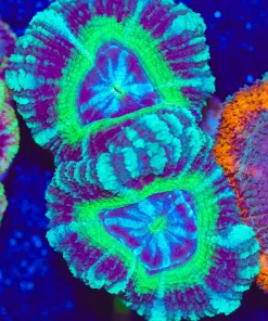 Wysiwyg Large AcanFrag [F12]