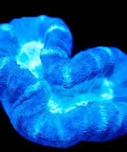 Wysiwyg Blue Trumpet Frag [F122]