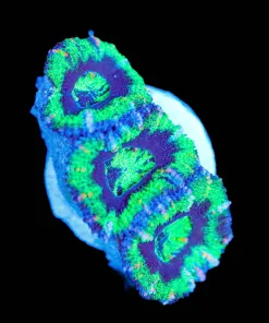 Wysiwyg Acan Frag [F123]