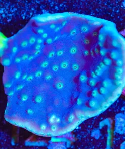 Wysiwyg Large Pagoda Cup Coral Frag [F124] *Free Shipping ! Minimum $249 livestock spend*