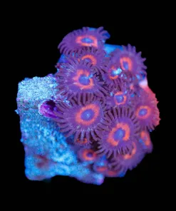Wysiwyg Small Zoanthid Frag [F125]