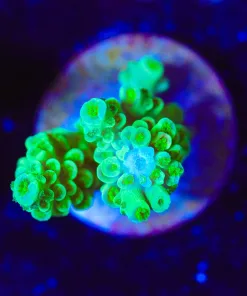 Wysiwyg Highlighter Acropora Frag [F126]