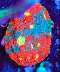 Wysiwyg Rainbow Dynamite Chalice Coral Frag [F126] *Free Shipping ! No Minimum Livestock Spend*