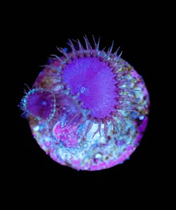 Wysiwyg Small Zoanthid Frag [F128]