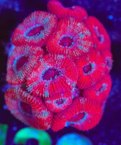 Wysiwyg Ruby Red Micromussa Farg [F129] *Free Shipping ! Minimum $249 livestock spend*