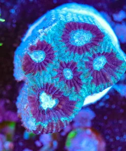 Wysiwyg Small Blue Favia Frag [F129]