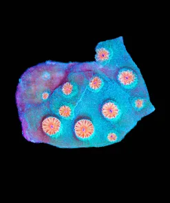 Wysiwyg Tiny Meteor Shower Cyphastrea Frag [F130]