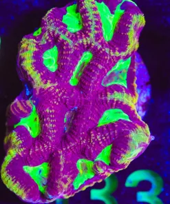 Wysiwyg Plasma Favia Frag [F133]