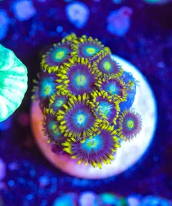 Wysiwyg Dragon Eye Zoa Frag [F133]