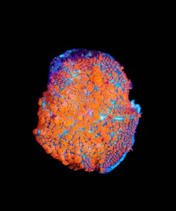 Wysiwyg Orange Hairy Mushroom | Rare Color ! [F134]