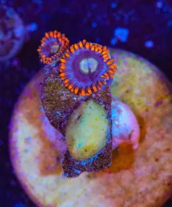 Wysiwyg TINY Zoa Frag [F135]