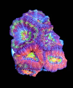 Wysiwyg XL Tri Color Acan Frag [F136]