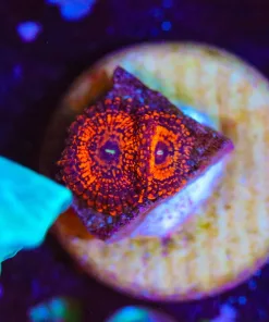 Wysiwyg Campfire Zoanthid Frag [F137]