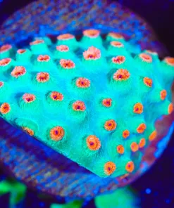 Wysiwyg Meteor Shower Cyphastrea | Large Frag [F138]