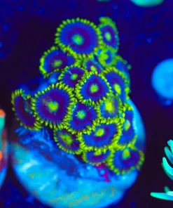 Wysiwyg Eye Of Ra Zoas [F139]