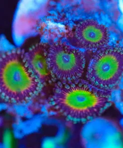Wysiwyg Zoanthid Frag Small [F139]