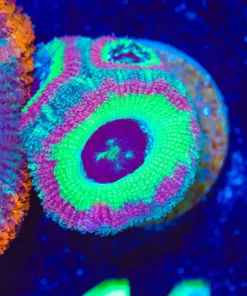 Wysiwyg Acan Frag [F14]