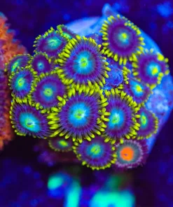 Wysiwyg Green Dragon Eye Zoa Frag [F14]