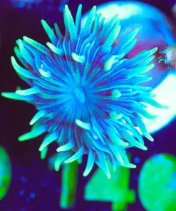 Wysiwyg Blue Duncan Frag [F140]