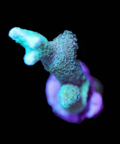 Wysiwyg Blue Montipora Digitata Frag [F140]