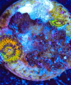 Wysiwyg TINY scarface zoanthid frag [F140]