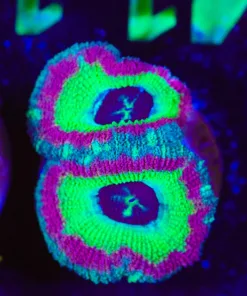 Wysiwyg Acan Frag [F141]