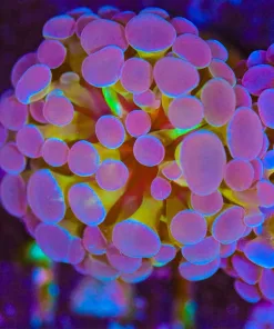 Wysiwyg Hammer Coral Frag [F141]