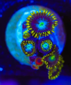 Wysiwyg Tiny Zoa Frag [F142]