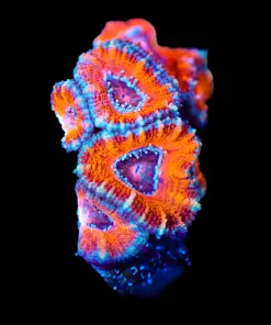 Wysiwyg Acan Frag [F144]