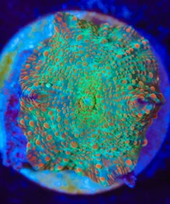 Wysiwyg Unique Mushroom Frag [F144]