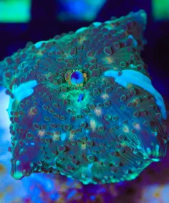 Wysiwyg Unique Mushroom Frag [F145]