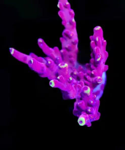 Wysiwyg XL JF Jox Flame Frag [F148]