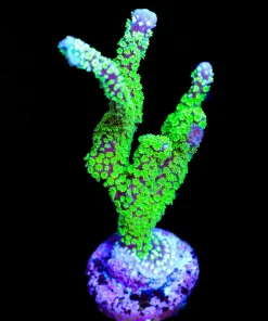 Wysiwyg Huge Montipora Stellata Frag [F148]