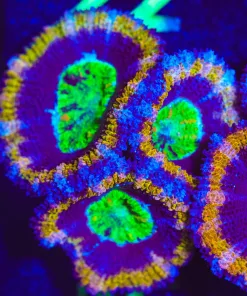 Wysiwyg Golden Pharoh Acan Frag [F15] *Free Shipping ! Minimum $249 livestock spend*