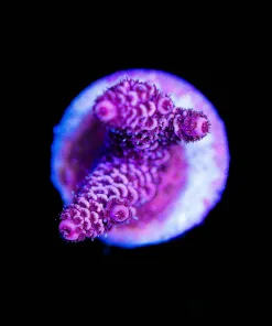 Wysiwyg Rasepberry Millipora [F150]