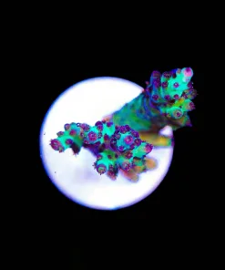 Wysiwyg Triple Treats [F152]