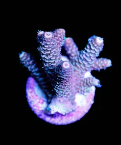 Wysiwyg Acropora Millepora [F154]