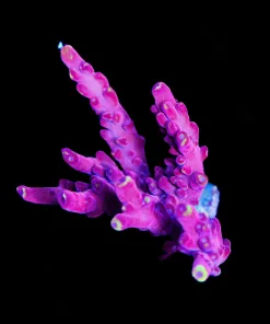 Wysiwyg Large JF Fox Flame Frag [F156]
