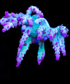 Wysiwyg XL Vivid Confetti Acropora [F157]