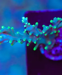 Wysiwyg Purple Dragon Acropora Frag [F157]