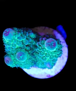 Wysiwyg Acropora Humilia Frag [F159]