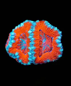 Wysiwyg Small Acan Frag [F16]